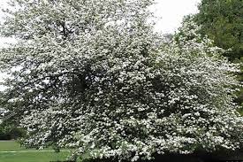 Attēlu rezultāti vaicājumam “Crataegus macracantha”