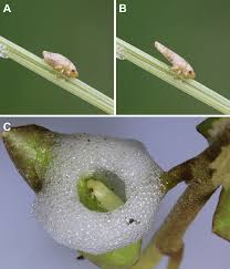 Attēlu rezultāti vaicājumam “Philaenus spumarius nymph”