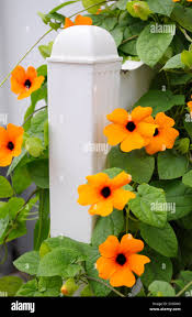 Image result for schwarzäugige Susanne