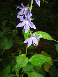 Image result for Campanula americana