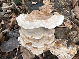 Attēlu rezultāti vaicājumam “Bjerkandera fumosa”