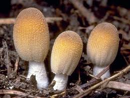 Attēlu rezultāti vaicājumam “Coprinus sp.”