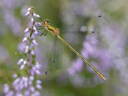 Attēlu rezultāti vaicājumam “Lestes sponsa”