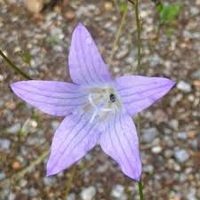 Image result for Campanula rapunculus