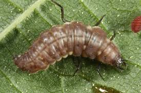 Attēlu rezultāti vaicājumam “Drepanepteryx phalaenoides”