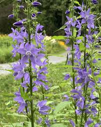 Image result for Campanula americana