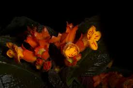 Attēlu rezultāti vaicājumam “Comatricha pulchella stalked”