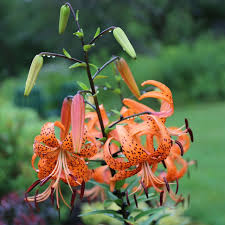 Attēlu rezultāti vaicājumam “Lilium lancifolium flower”