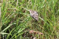 Attēlu rezultāti vaicājumam “Callistege mi”