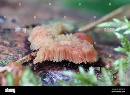 Attēlu rezultāti vaicājumam “Stemonitis flavogenita”