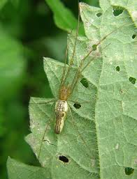 Attēlu rezultāti vaicājumam “Tetragnatha montana”