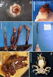 Image result for Balaenoptera bonaerensis