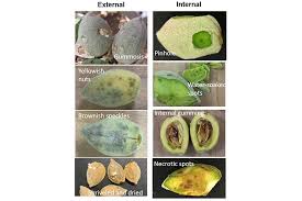 Attēlu rezultāti vaicājumam “Badhamia juliae macro”