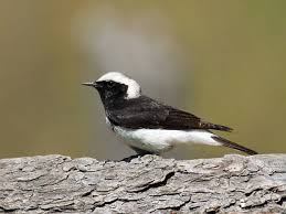 Image result for Oenanthe pleschanka