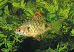 Image result for Cyprinus megalophthalmus