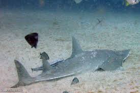 Image result for Rhynchobatus australiae