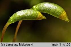 Attēlu rezultāti vaicājumam “Homomallium incurvatum”