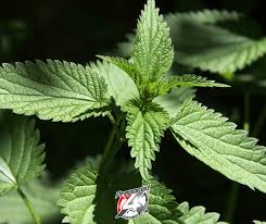 Attēlu rezultāti vaicājumam “Urticaceae”