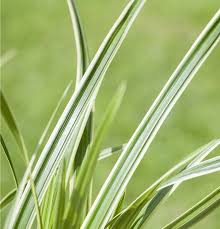 Attēlu rezultāti vaicājumam “Carex caryophyllea flower”