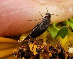 Attēlu rezultāti vaicājumam “Mordellidae”