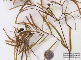 Attēlu rezultāti vaicājumam “Potamogeton trichoides leaf”