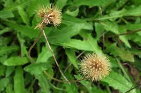 Attēlu rezultāti vaicājumam “Leontodon hispidus fruit”