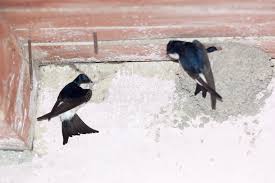 Attēlu rezultāti vaicājumam “Delichon urbicum adult”