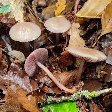 Attēlu rezultāti vaicājumam “Mycena”