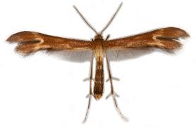 Attēlu rezultāti vaicājumam “Pterophoridae”
