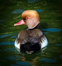 Image result for Netta rufina