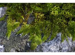 Attēlu rezultāti vaicājumam “Homalothecium sericeum”