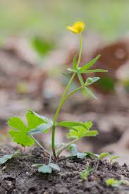 Attēlu rezultāti vaicājumam “Ranunculus auricomus”