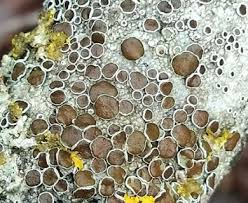 Attēlu rezultāti vaicājumam “Lecanora argentata”