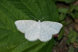 Attēlu rezultāti vaicājumam “Cabera exanthemata”