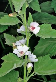 Image result for Althaea officinalis