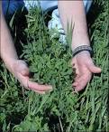 Alfalfa