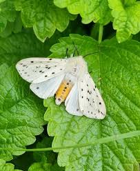 Attēlu rezultāti vaicājumam “Spilosoma lubricipeda”