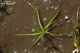 Attēlu rezultāti vaicājumam “Subularia aquatica”