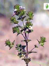 Image result for Euphrasia stricta