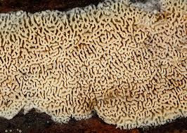 Attēlu rezultāti vaicājumam “Schizopora paradoxa”