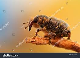 Attēlu rezultāti vaicājumam “Hylobius abietis”