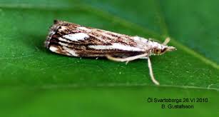 Attēlu rezultāti vaicājumam “Catoptria falsella”