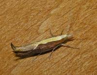 Attēlu rezultāti vaicājumam “Ypsolopha dentella”