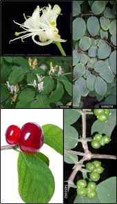 Attēlu rezultāti vaicājumam “Lonicera xylosteum leaf”
