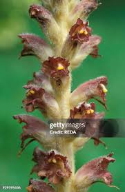 Attēlu rezultāti vaicājumam “Orobanche elatior bud”