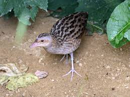 Image result for Crex crex