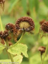 Attēlu rezultāti vaicājumam “Telekia speciosa bud”