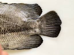 Image result for Lobotes surinamensis