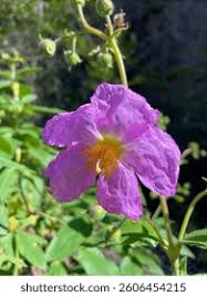 Attēlu rezultāti vaicājumam “Cistaceae”