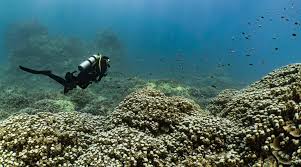 Image result for Scuba Skooling